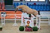 Meldung: Die Siegerschärpen bei der Mitteldeutschen Frühjahrskörung der Pony- und Spezialrassen sind vergeben