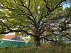 Pfarreiche in Klein Lübars (OT von Möckern bei Magdeburg) als Nationalerbe-Baum ausgewählt