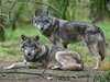 Wölfe in Möckern und Umgebung: Territorium größer als bisher bekannt