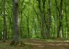 Waldhaushalt 2023 und Vollzug 2023 im Gemeinderat-Artikel von Doris Sannert im Schwarzwälder Boten vom 19.04.2023
