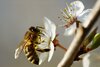 Meldung: Bienen retten am Automaten