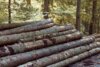 Vorschaubild der Meldung: Holzernte im Wald der Stadt Laage