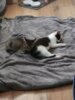 Meldung: Kater Buddy und Katze Daisy