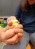 Meldung: Chicken on Tour - Küken schlüpfen in der Klasse