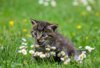 Meldung: Projekt gegen Katzenelend - Herbstaktion beginnt am 9. Oktober