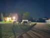 Meldung: Entlaufende Pferde in Irxleben