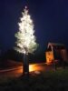 Meldung: Weihnachtsbaum in Niedermehlen