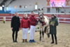 Vorschaubild der News: Die Siegerschärpen bei der Mitteldeutschen Körung der Pony- und Spezialrassen 2024 sind vergeben