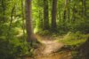 Vorschaubild der Meldung: Wissen für Waldbesitzer: Frühjahrsschulungen beginnen am 1. März