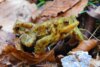 Vorschaubild der Meldung: Amphibienwanderung in Cremlingen – Straßensperrung Wohngebiet „Wiesenbruch“