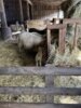 Meldung: Besuch des Schafstalls