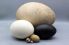Meldung: Eierausstellung zu Ostern im Natureum Ludwigslust