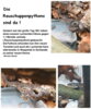 Meldung: Rauschuppenpythons im Perleberger Tierpark