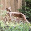 Vorschaubild der Meldung: Luchs-Auswilderung im Thüringer Wald