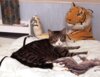 Meldung: Grüße von Kater Willi