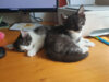 Meldung: Willie und Lotti im neuen Zuhause