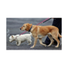 Meldung: Neue Hundehalteverordnung in Kraft getreten