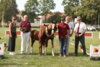 Meldung: Ergebnis Fohlenchampionat der Pony- und Spezialrassen in Neustadt (Dosse)