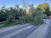 Meldung: TH K 00 - Baum auf Straße