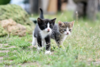Vorschaubild der Meldung: Problem: Katzen aussetzen - Bitte nicht!