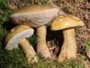 Vorschaubild der Meldung: Pilzsachverständige im Naturpark Thüringer Wald retten Leben