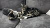Meldung: Luna und Trixi im neuen Zuhause