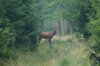 Meldung: Pressemitteilung des Geo-Naturpark Frau-Holle-Land vom 02.10.2024: Spuren im Wald - Familienwanderung im Raum Witzenhausen