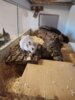 Meldung: Hamsterdame im neuen Zuhause