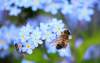 Foto zur Veranstaltung Earth Day Tag 1: Insekten- und Bienenschutz