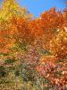 Herbst