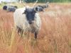 Bildnachweis: Markus Metzger, Schafe im Rodgau. Zackelschafe auf der Weide Bildnachweis: Markus Metzger, Schafe im Rodgau. Zackelschafe auf der Weide