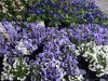 Veranstaltung: Gartenmarkt Sa 10.05.2025