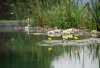 Veranstaltung: Naturteich im eigenen Garten So 29.06.2025