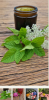 Veranstaltung: Heilsalben &amp; Naturrezepte mit Wildkr&auml;utern f&uuml;r den Herbst Sa 12.​09.​2026