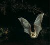 Veranstaltung: Lange Nacht der Stadtnatur Fr 14.​08.​2026